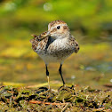 Sandpiper 