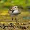 Sandpiper 