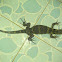 varanus salvator