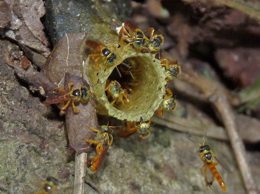 Stingless bees