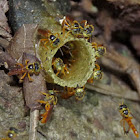 Stingless bees