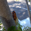 Cicada