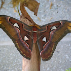 Atlas Moth