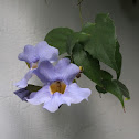 Laurel Clock Vine