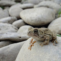 Fowler's Toad