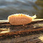 Puss Moth Caterpillar