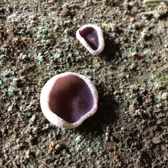 Spotting Image 1