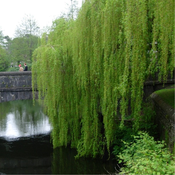 Sauce llorón. Weeping willow