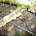 Turkey Tail