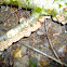 Turkey Tail