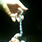 Baker's cat-eyed snake