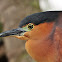 Rufus Night Heron