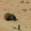Dung beetle