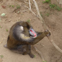 Mandrill