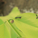 Asian Ant Mantis