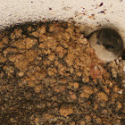 Zwaluwen (Hirundinidae)