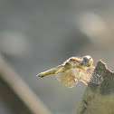Crimson Marsh Glider (Female)