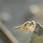 Crimson Marsh Glider (Female)