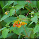Jewelweed, Touch-me-nots