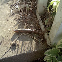 Five-Lined Skink (Male)