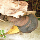 Bracket Fungus