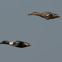 Northern Shoveler