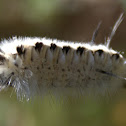Hickory Tussock Moth Caterpillar