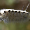 Hickory Tussock Moth Caterpillar
