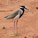 Black-headed Lapwing