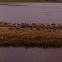Geese