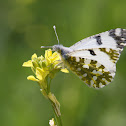 Eastern Dappled White