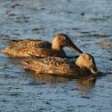 Cape Shoveler