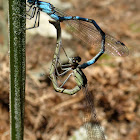 Damselfly