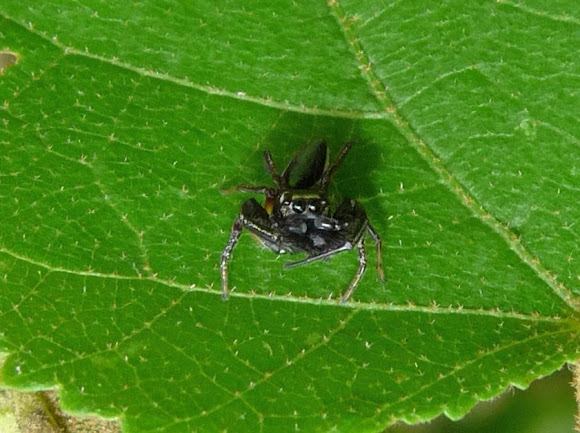 Spotting Image 1