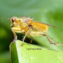 Golden Dung Fly