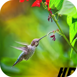 Colored bird, Live Wallpaper.apk 1.1.1