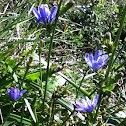 Chicory