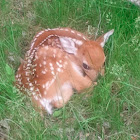 White-tailed deer