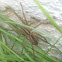 Wolf Spider