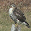 Hawk