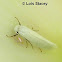 Yucca Moth