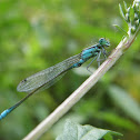 Blue-tailed Damselfly