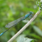 Blue-tailed Damselfly