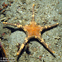 Icon Sea Star