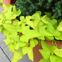 Sweet Potato Vine