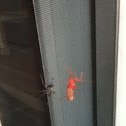 Wheel Bug