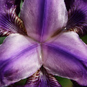 Lirio Común / German Iris