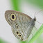 Common fivering