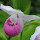 The Flora of Nova Scotia