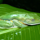 Rana, Cruziohyla calcarifer